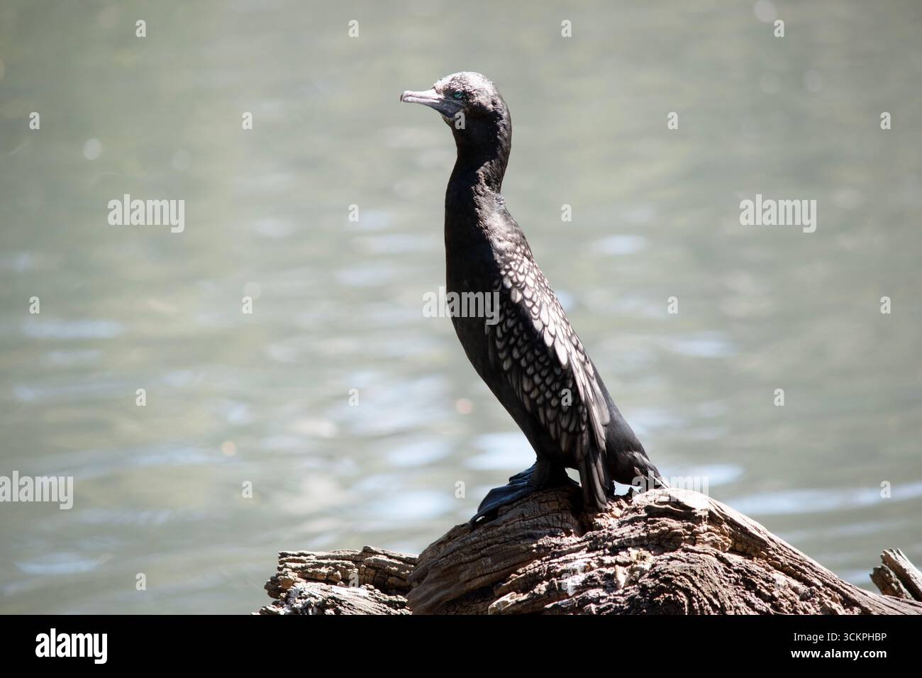 le petit cormoran noir est un oiseau de mer noir avec un œil bleu Banque D'Images