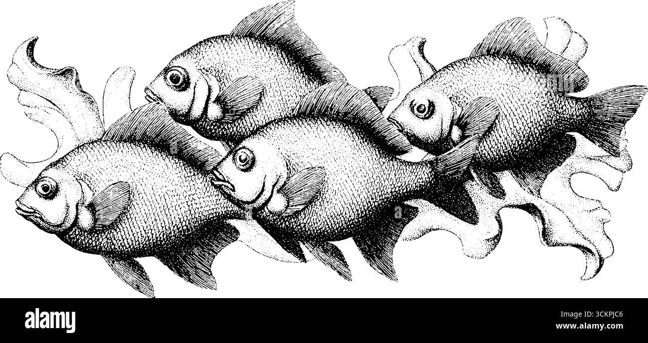 Poissons tropicaux aux écailles complexes nageant en harmonie. Illustration de Vecteur