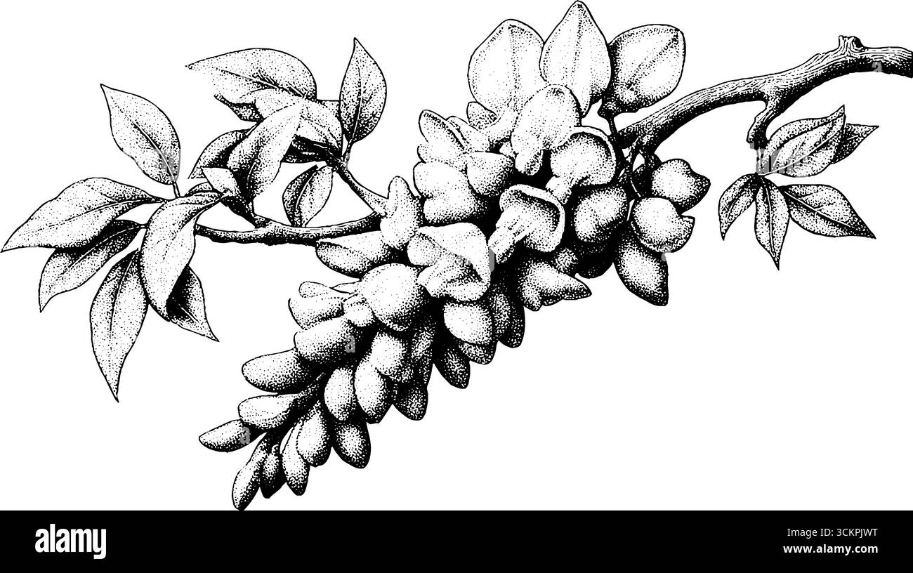 Fleurs de wisteria élégantes en cascade sur branche incurvée pour un décor botanique et un design. Illustration de Vecteur