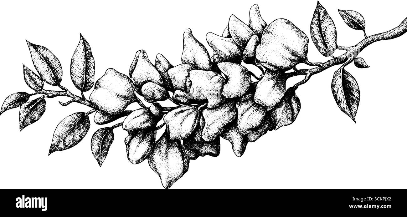 Élégantes fleurs de wisteria en cascade sur une branche courbée en noir et blanc Illustration de Vecteur