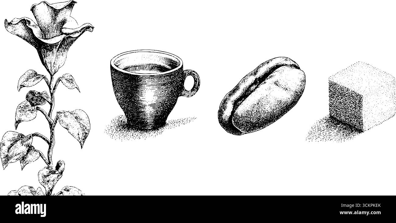 Plante de grain de café et tasse à expresso avec cube de sucre et design d'art de feuille. Illustration de Vecteur