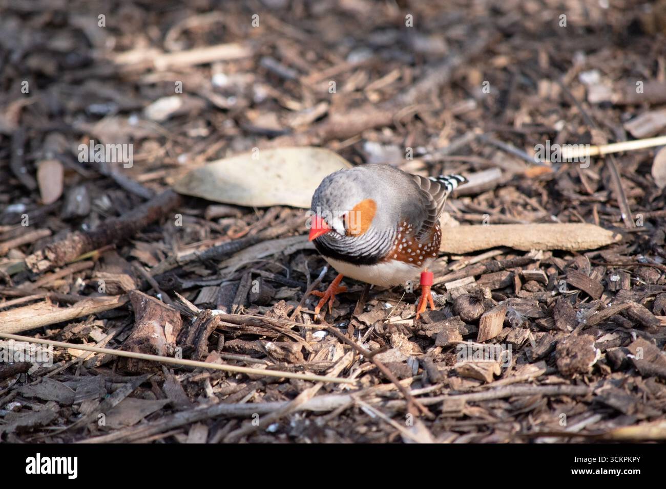 le zèbre mâle finch a un corps gris avec un blanc sous le ventre avec une queue noire et blanche. Il a des joues orange et une bande noire sur son visage Banque D'Images