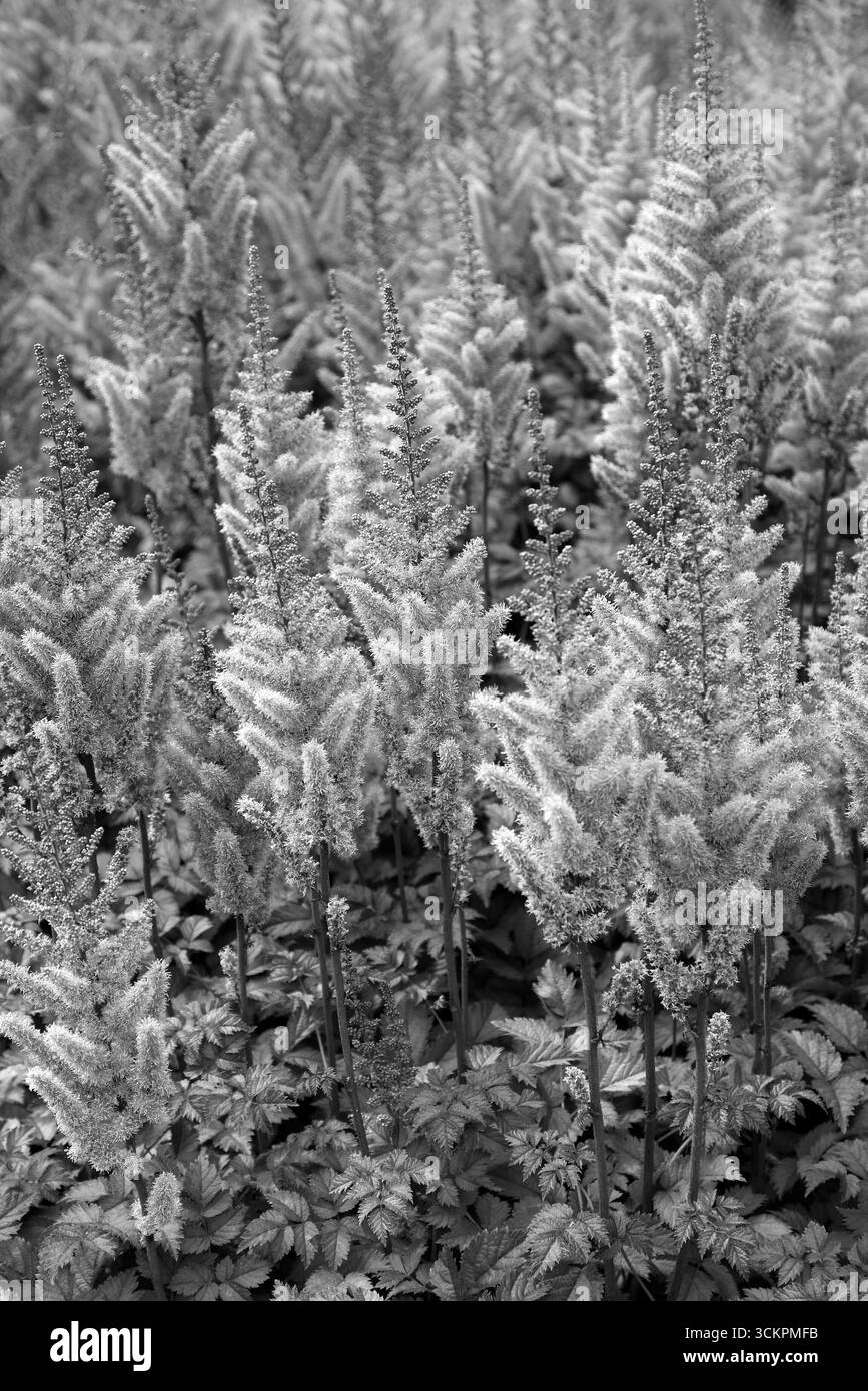 Gros plan image en noir et blanc des fleurs de la plante de jardin vivace à floraison de fin d'été astilbe chinensis var. taquetii purpurlanze. Banque D'Images