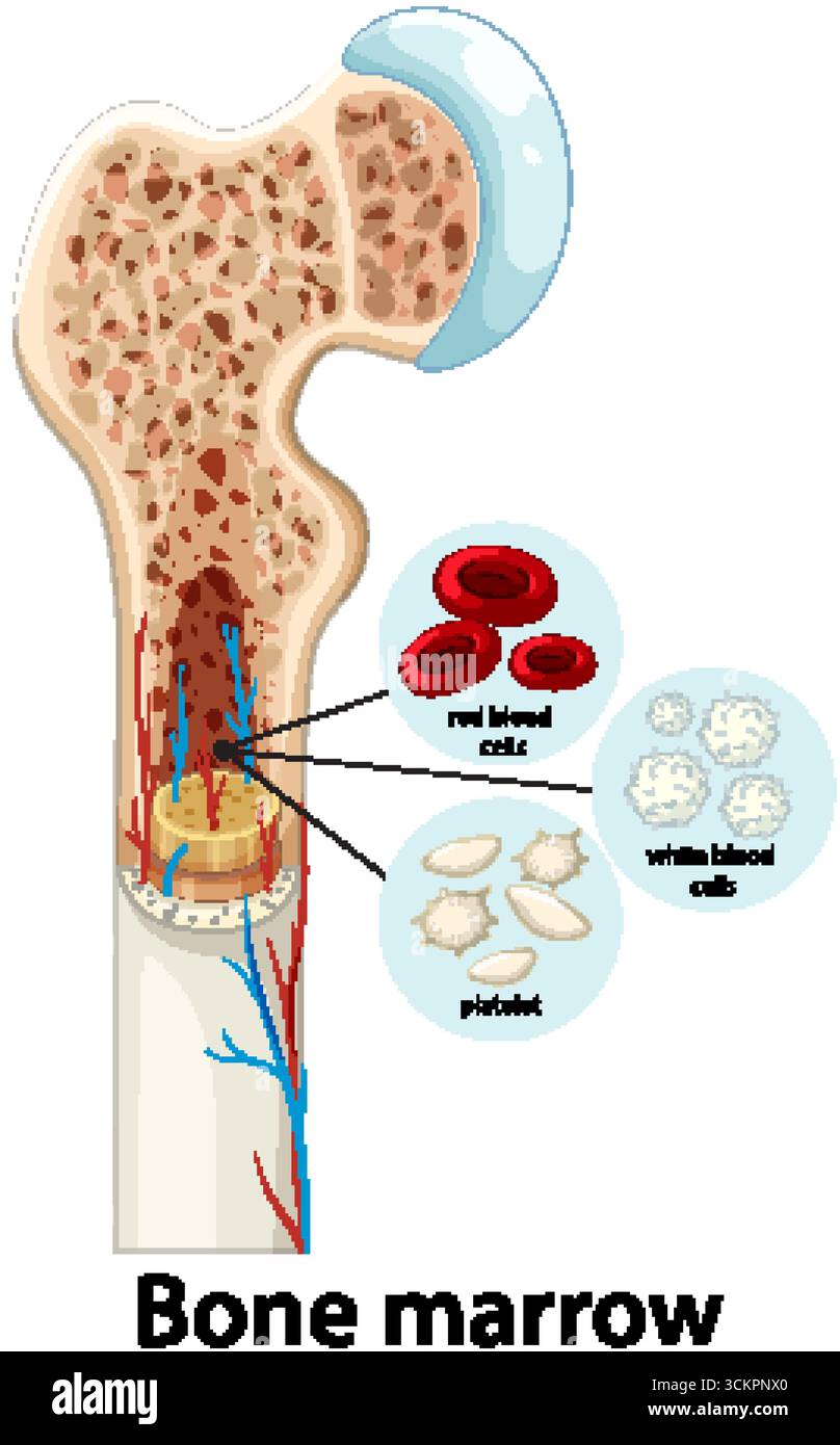 Coupe transversale de l'os humain montrant de la moelle, des globules rouges, des globules blancs et des plaquettes Illustration de Vecteur