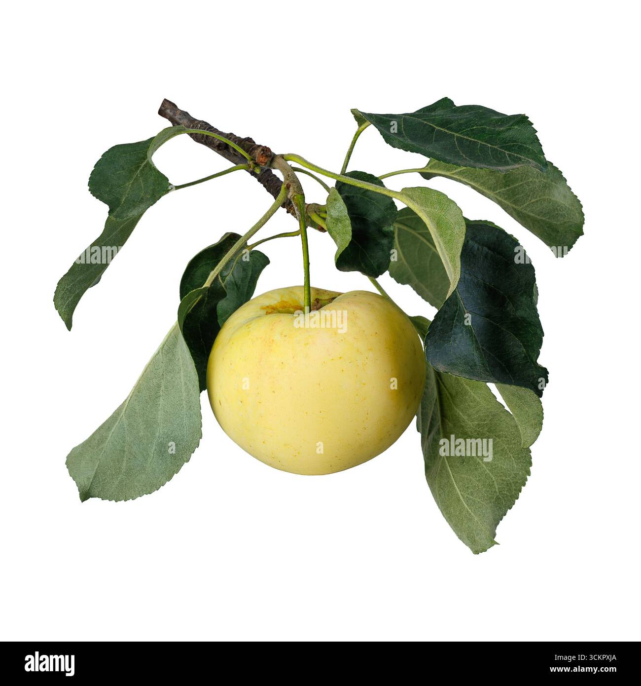 Branche avec une pomme jaune mûre isolée sur blanc Banque D'Images