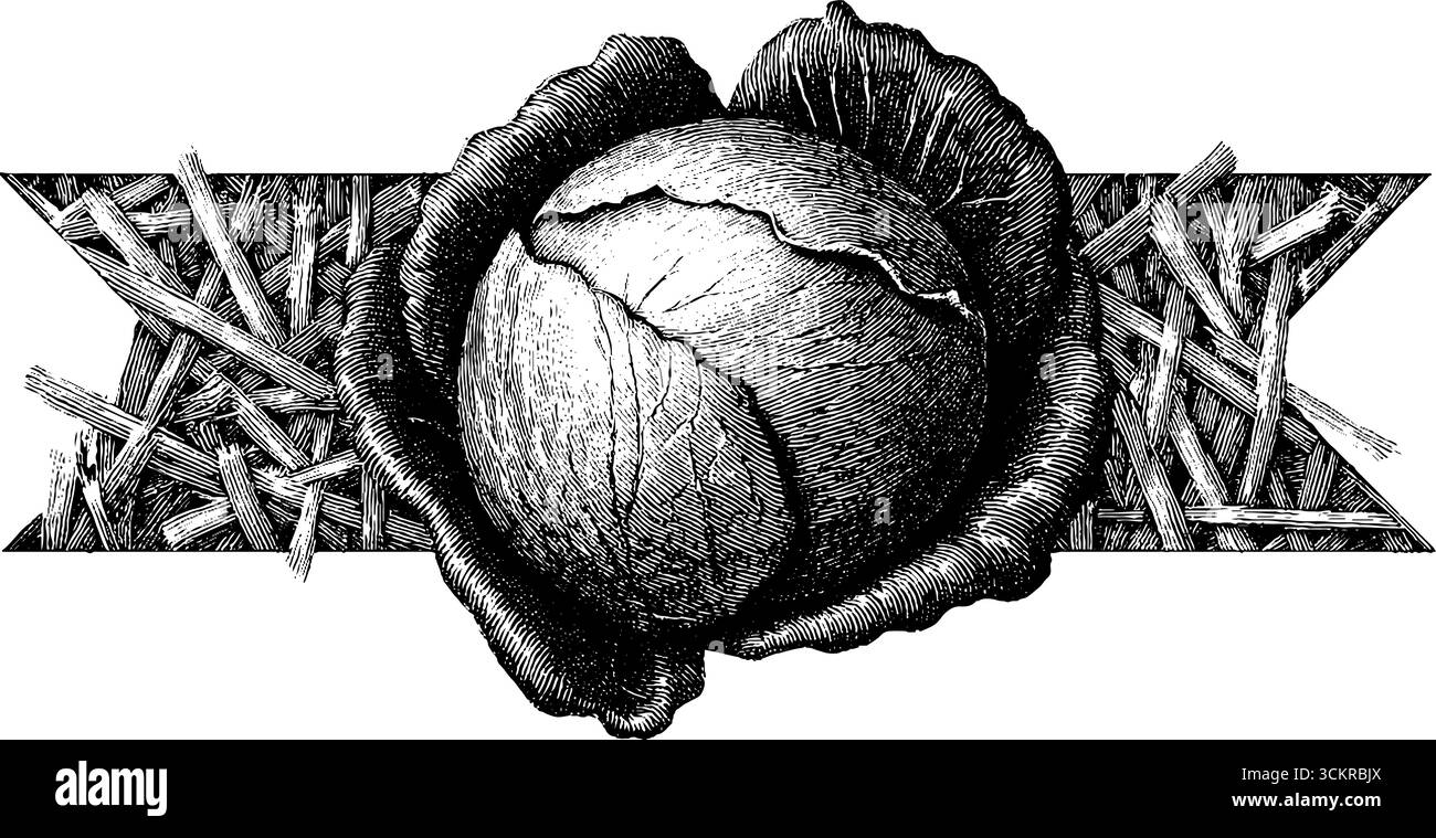 Tête de chou vintage avec conception de gravure de paillis de paille pour la décoration rustique de la maison. Illustration de Vecteur