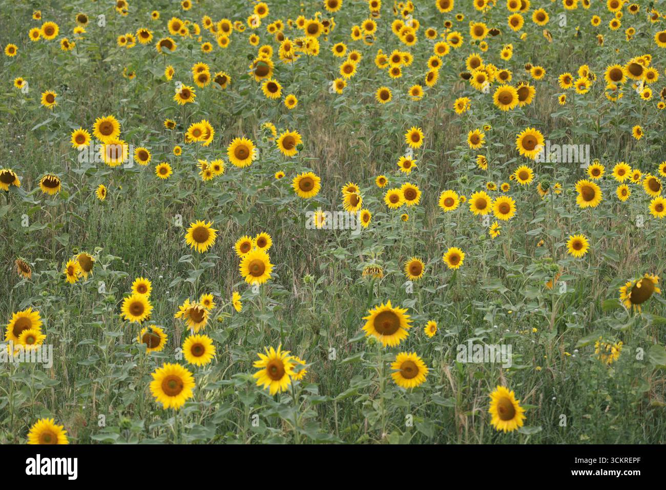 Une culture de tournesol poussant dans un champ dans le West Sussex, Angleterre Banque D'Images