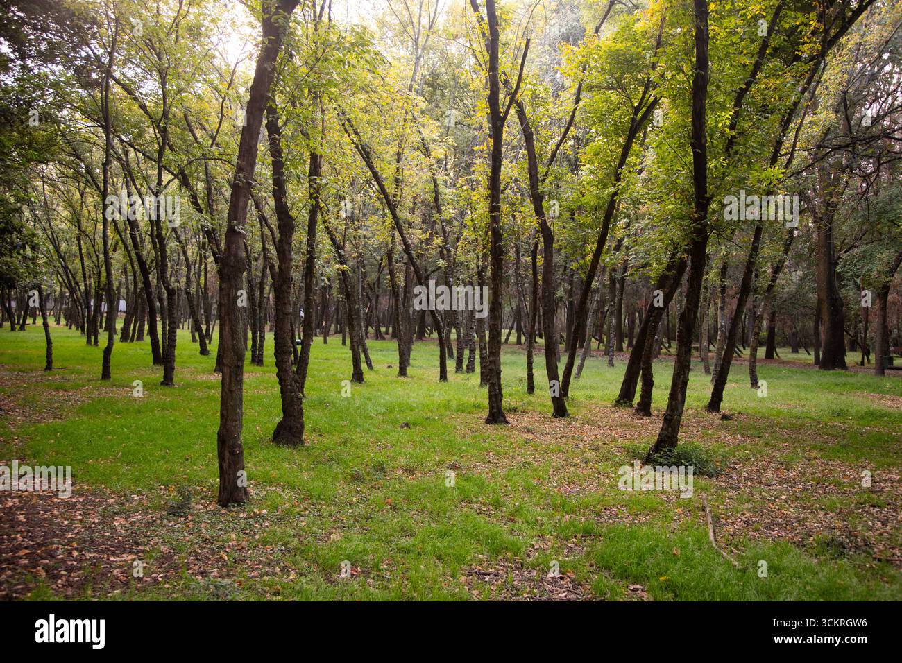 Le parc Viveros de Coyoacán est l'un des parcs les plus anciens et les plus importants de Mexico. Banque D'Images