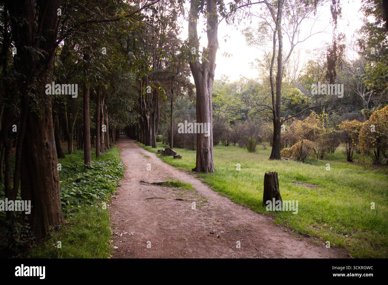Le parc Viveros de Coyoacán est l'un des parcs les plus anciens et les plus importants de Mexico. Banque D'Images