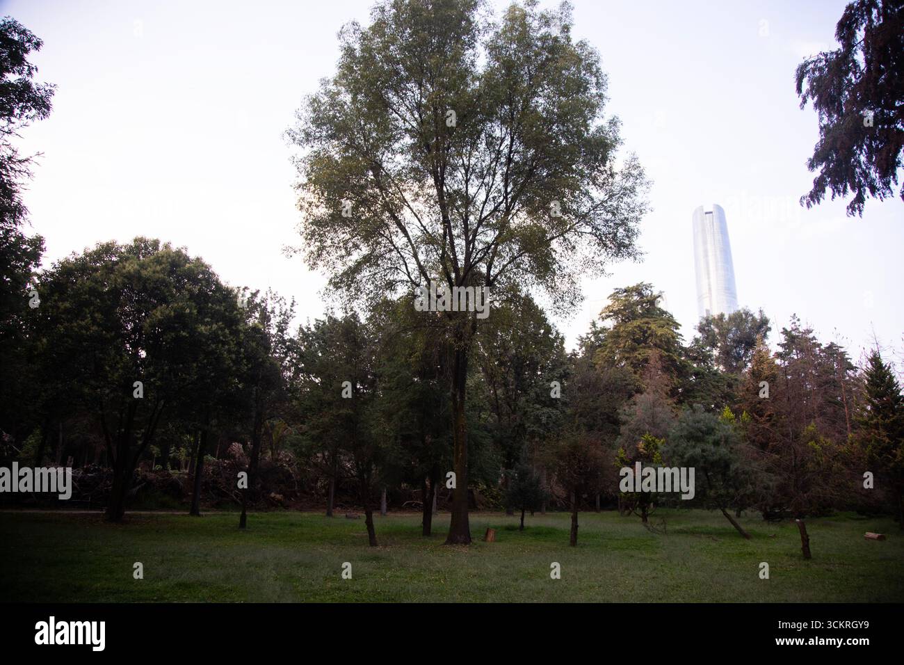 Le parc Viveros de Coyoacán est l'un des parcs les plus anciens et les plus importants de Mexico. Banque D'Images