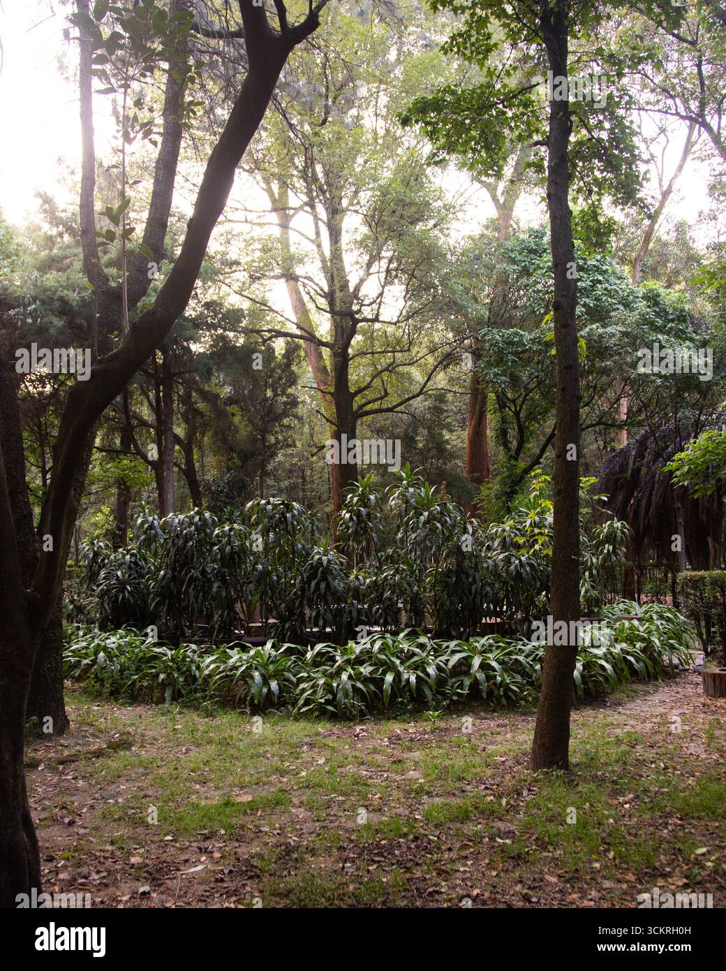 Le parc Viveros de Coyoacán est l'un des parcs les plus anciens et les plus importants de Mexico. Banque D'Images