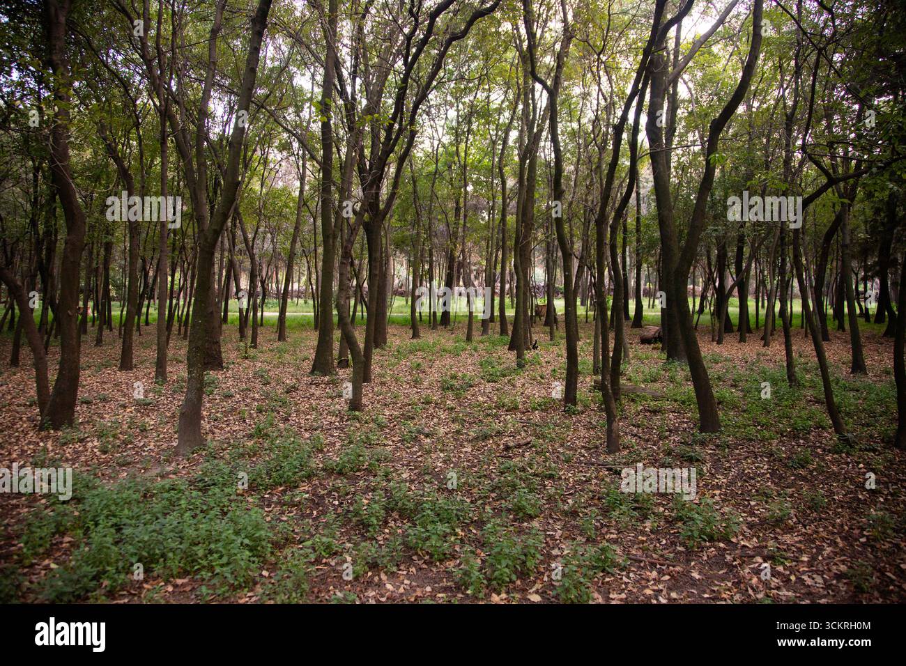 Le parc Viveros de Coyoacán est l'un des parcs les plus anciens et les plus importants de Mexico. Banque D'Images