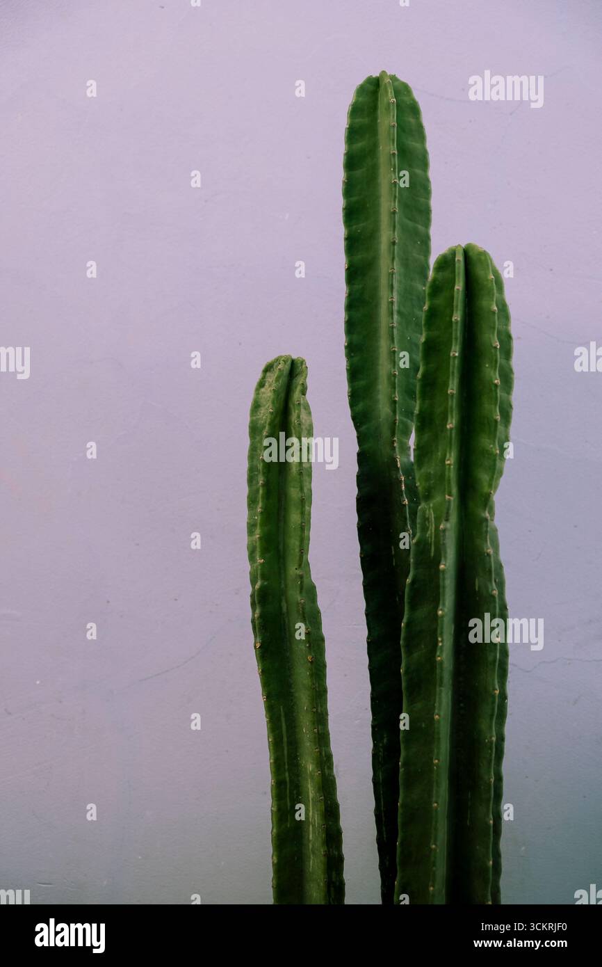 Cactus de pommes péruviennes (cereus peruvianus) ou kaktus koboi plants dans un pot Banque D'Images