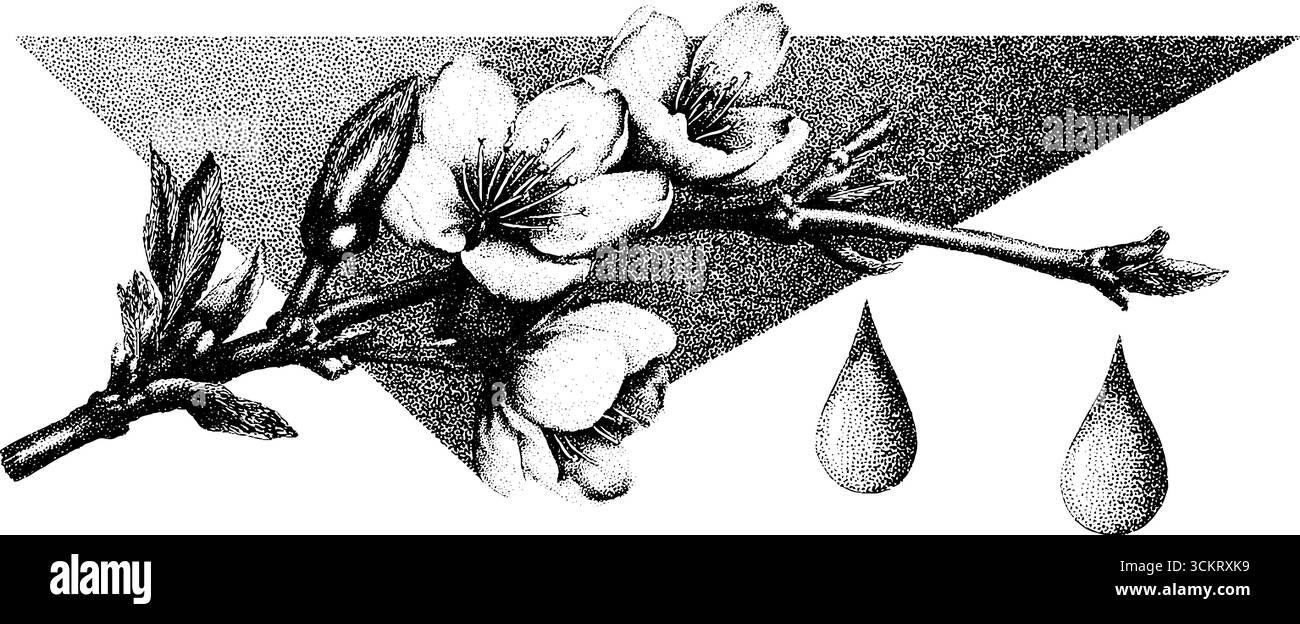 Fleurs de cerisier et gouttes de pluie dans un style épuré pour le design de la nature. Illustration de Vecteur
