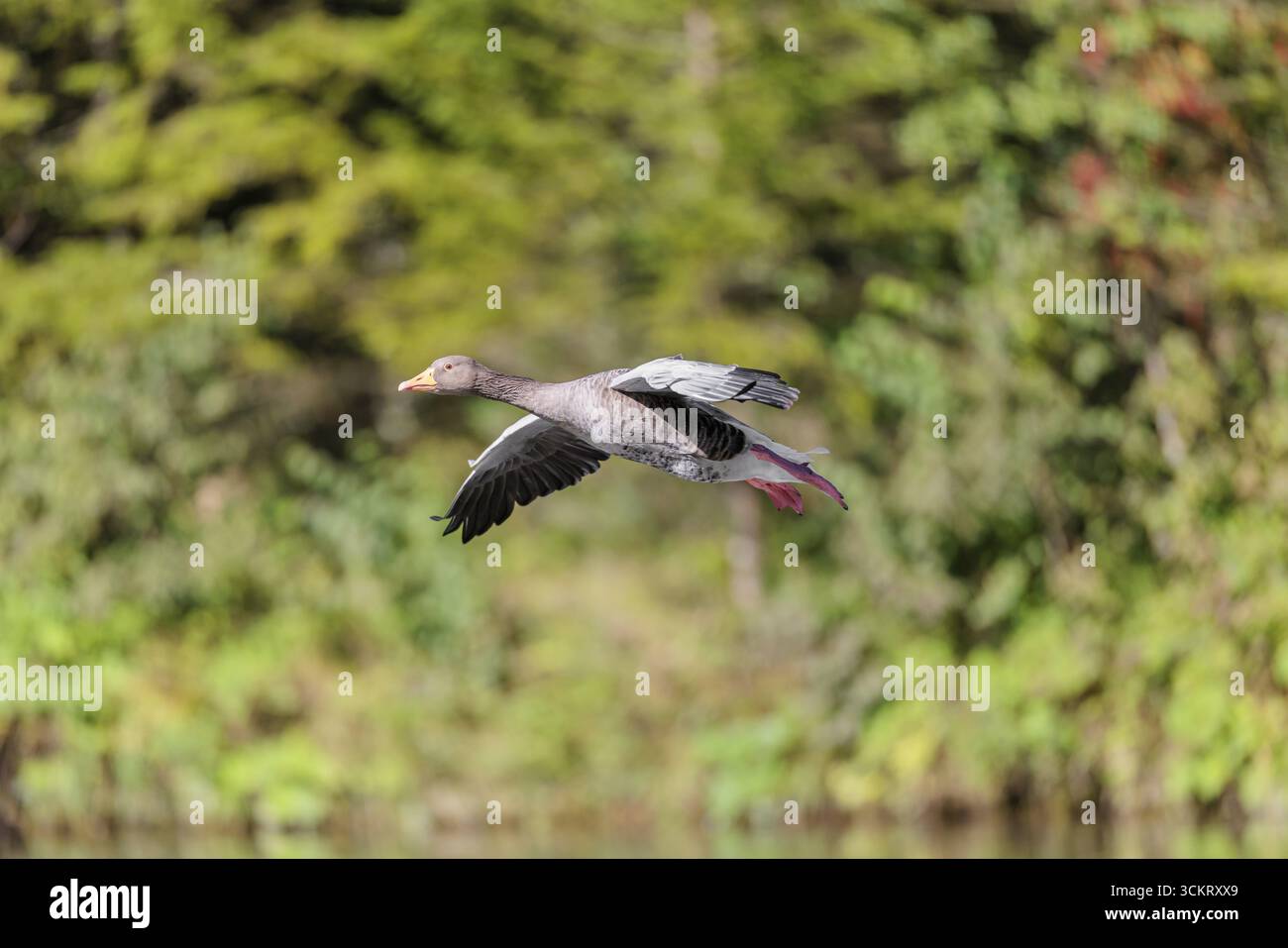 Une oie adulte (Anser anser) atterrit sur un lac par une journée ensoleillée. Bavière, Allemagne Banque D'Images