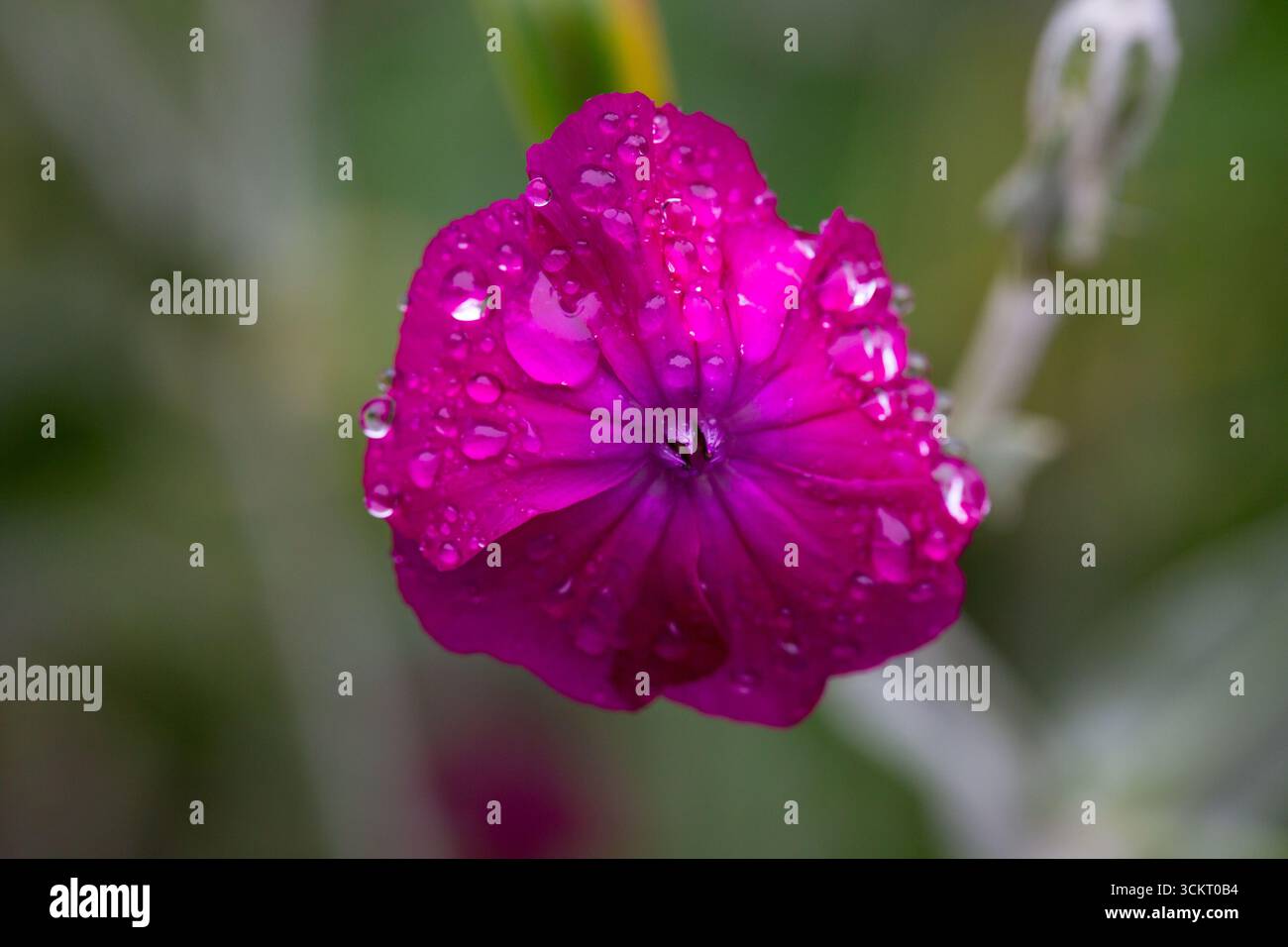 Gros plan sur les fleurs de campion rose vibrantes avec des pétales délicats et des gouttelettes d'eau, mettant en valeur la beauté de la nature dans un jardin printanier. Banque D'Images