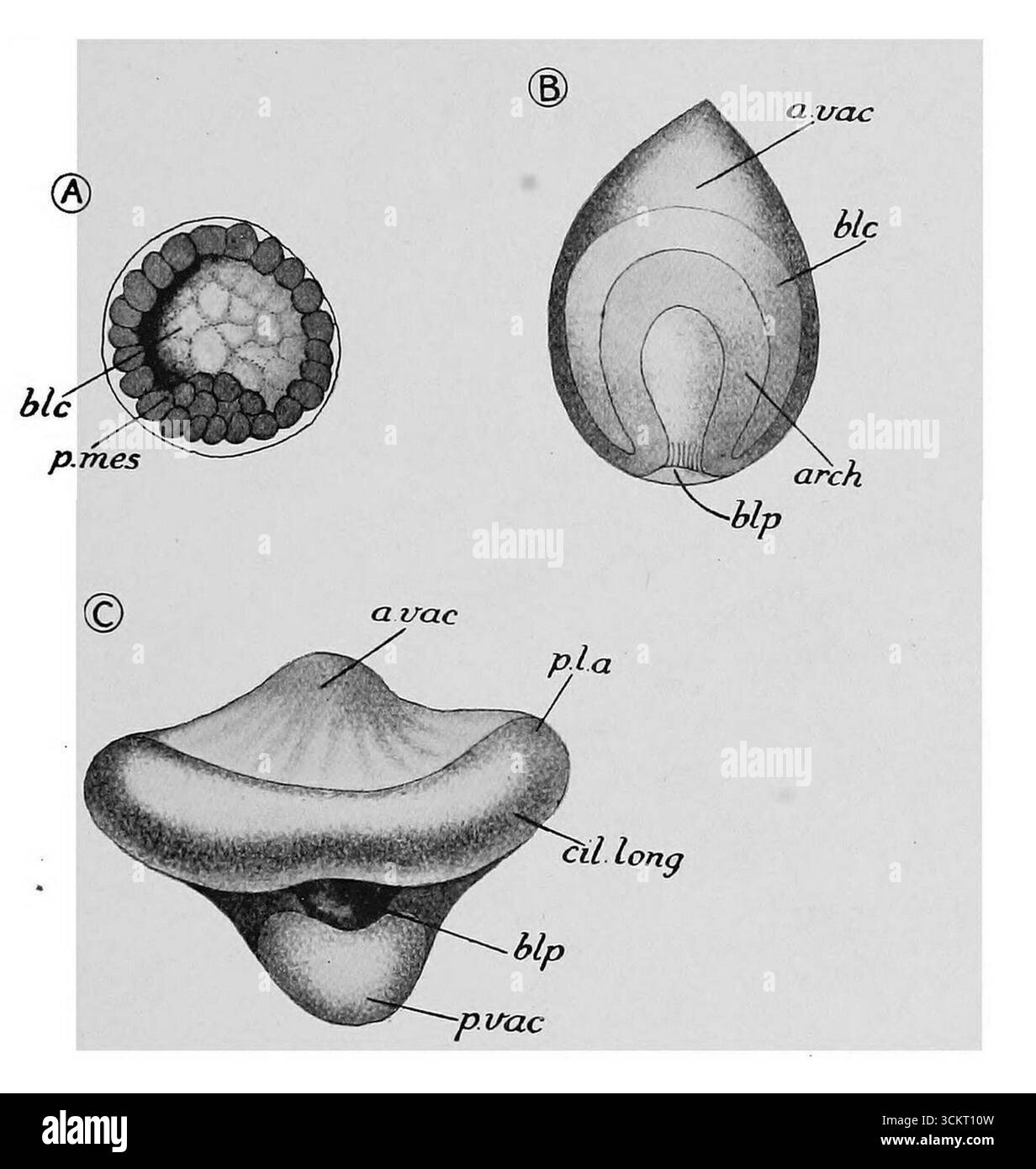 Larves précoces d'Ophiothrix fragilis 1. Banque D'Images