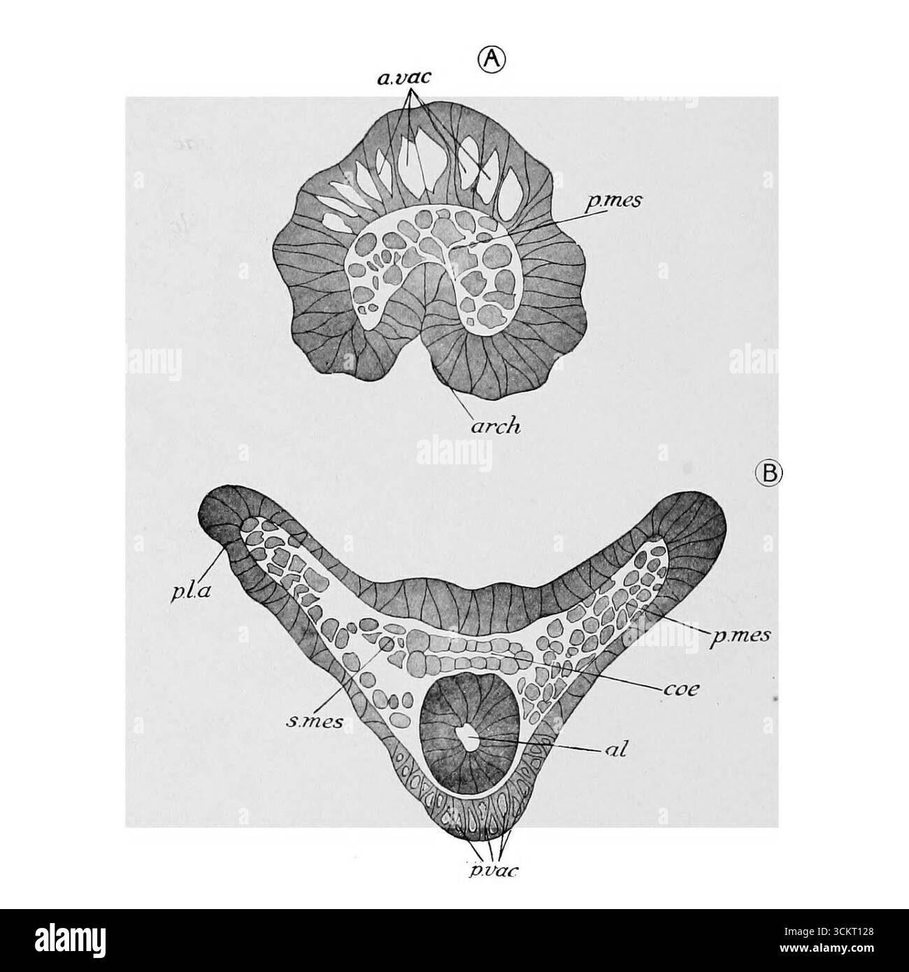 Larves précoces d'Ophiothrix fragilis. Banque D'Images