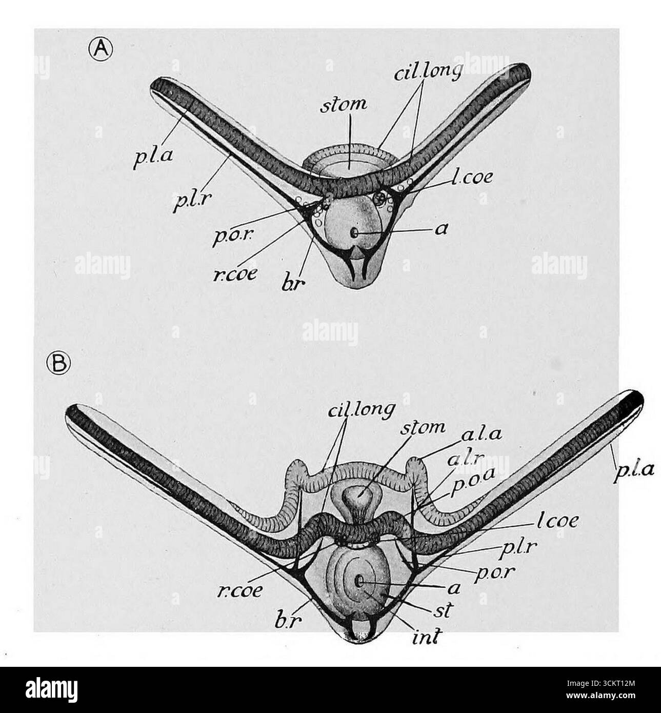 Larves précoces d'Ophiothrix fragilis 2. Banque D'Images