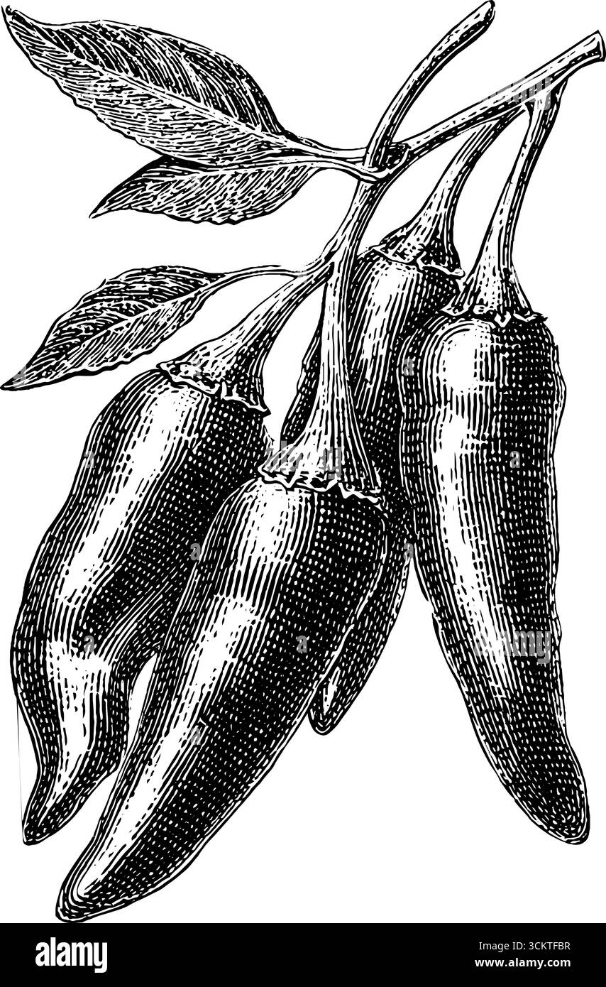 Gravure vintage de paquet de piment avec des feuilles pour la conception et la décoration. Illustration de Vecteur