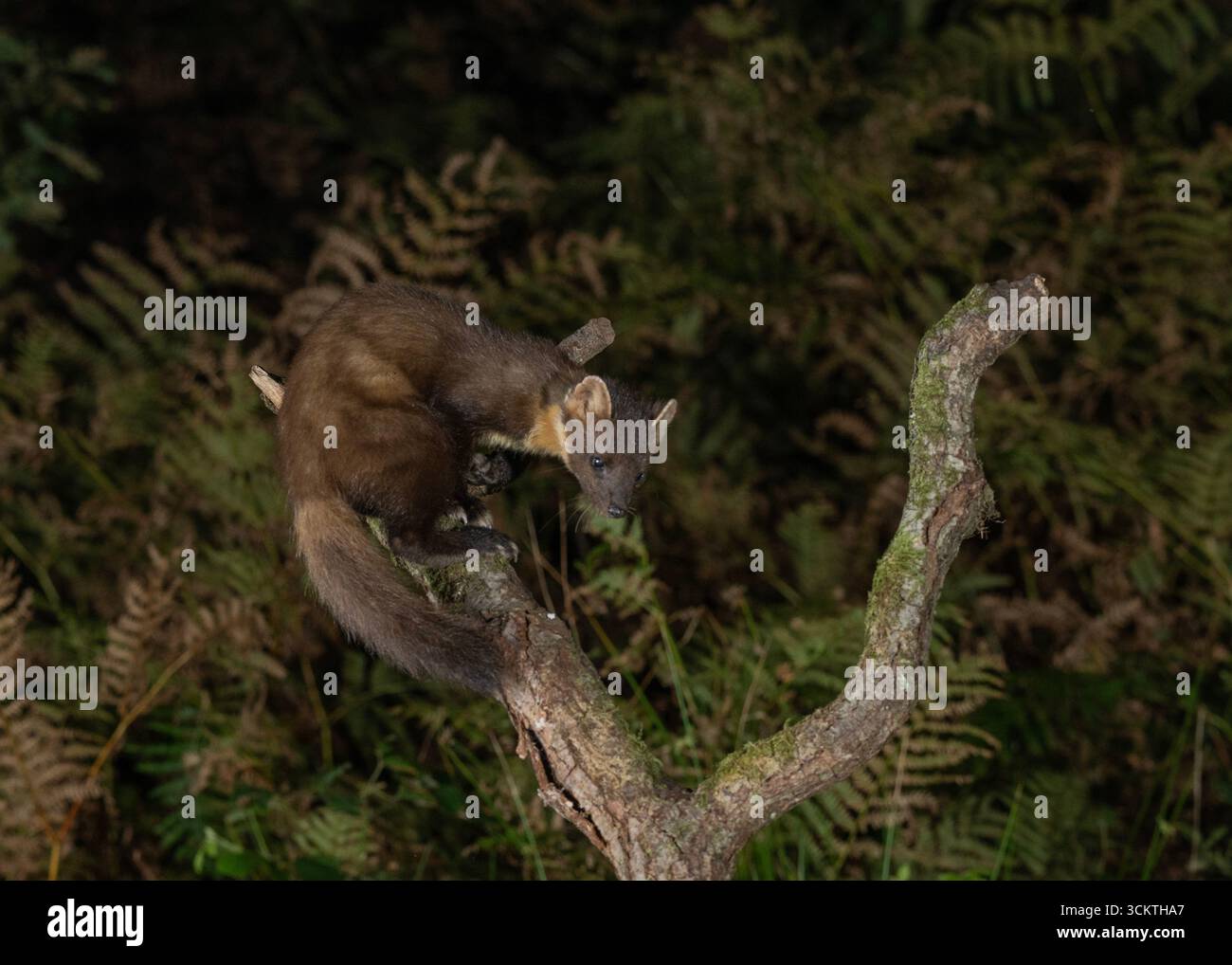 Pine Marten (Martes martes) Morvern, grimpant une branche d'arbre, côte ouest de l'Écosse. Banque D'Images Pine Marten (Martes martes) Morvern, grimpant une branche d'arbre, côte ouest de l'Écosse. Banque D'Images