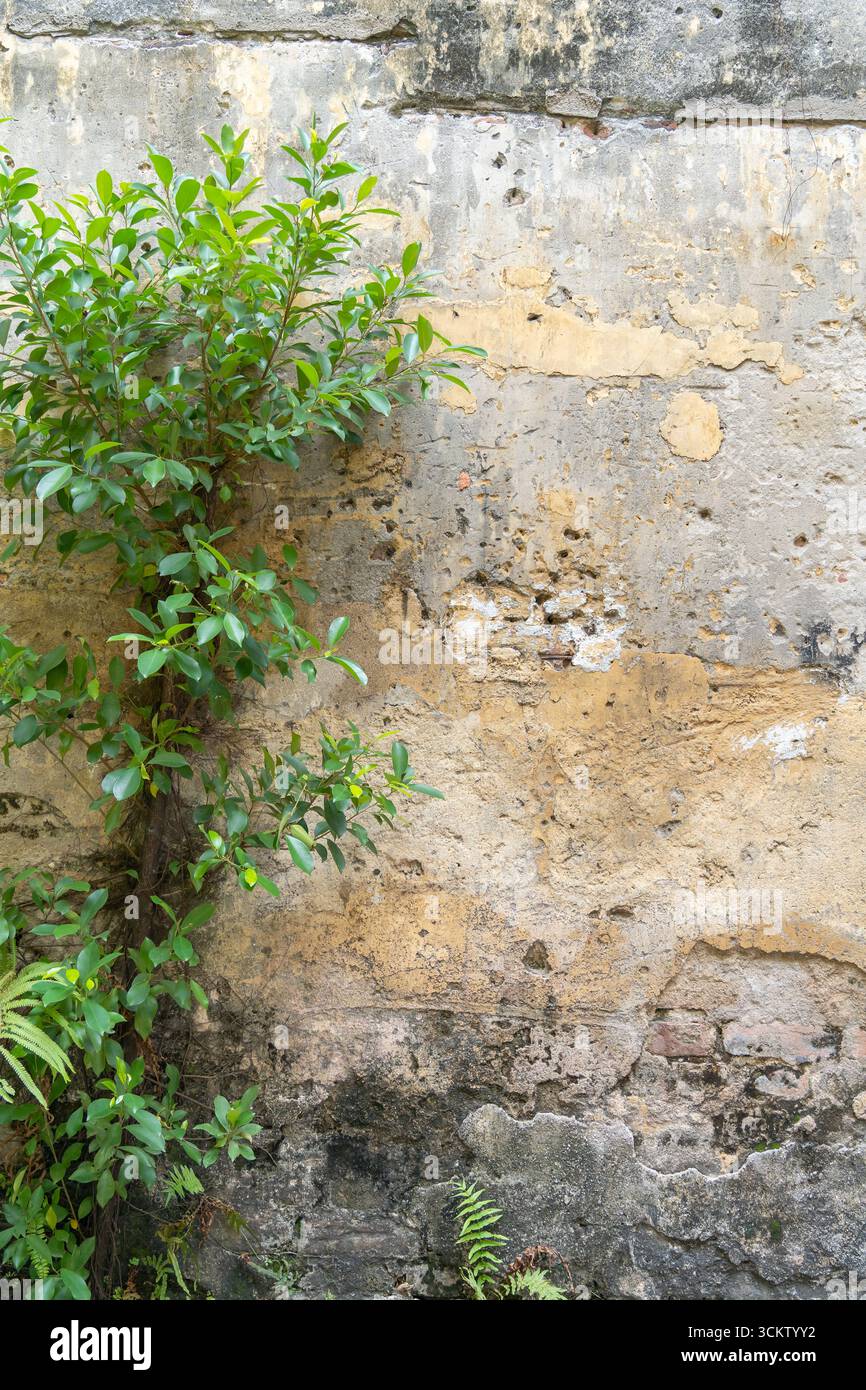 Une petite plante verte vibrante prospère contre un mur de béton altéré, évoquant la résilience et la beauté naturelle. Banque D'Images