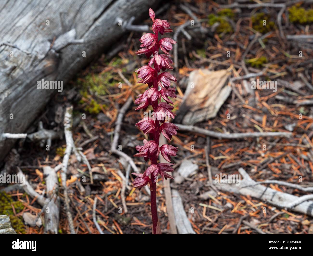 Orchidée coralroot rayée Corallorhiza striata parmi les branches mortes, Mammoth Hot Springs, parc national de Yellowstone, Wyoming, États-Unis, juin 2019 Banque D'Images