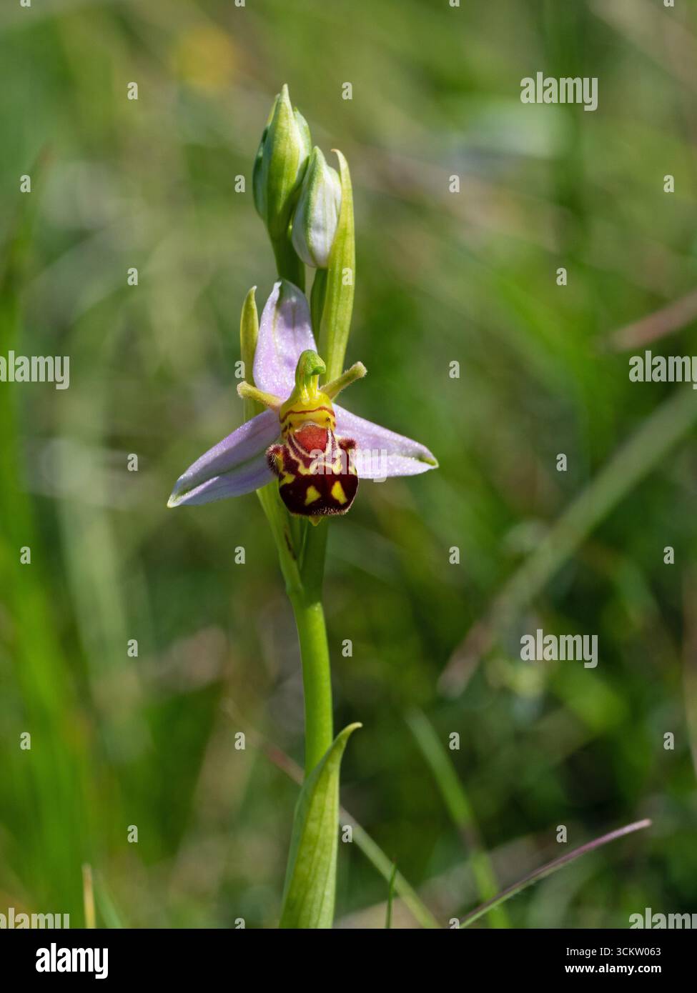 Orchidée d'abeille Ophrys apifera sur prairie de craie, château de Yarnbury, près de Steeple Langford, Wiltshire, Angleterre, Royaume-Uni, mai 2020 Banque D'Images