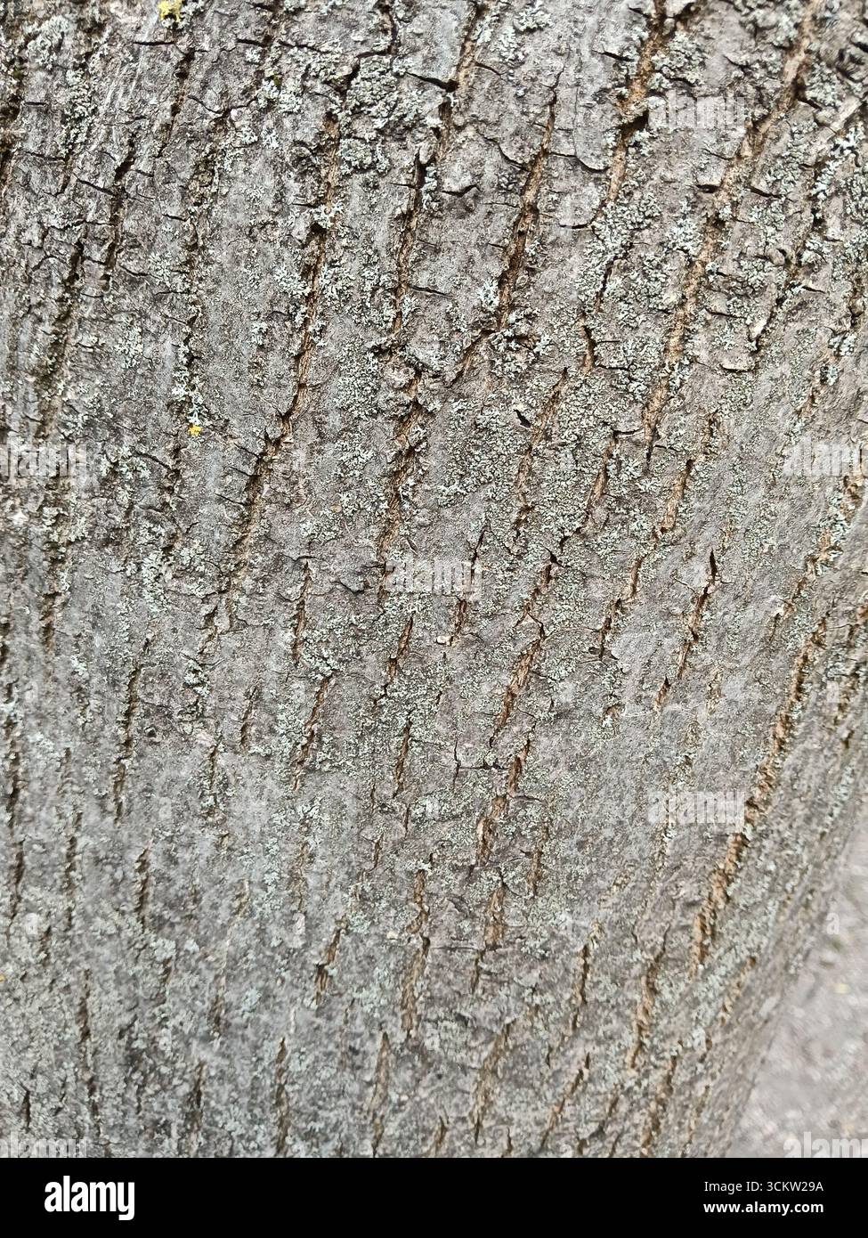 Ceci est une vue détaillée en gros plan de l'écorce d'un tronc d'arbre Banque D'Images