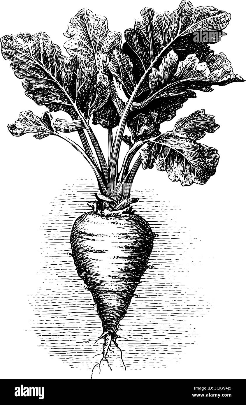 Gravure vintage de racine de panais avec des feuilles dans un style botanique classique. Illustration de Vecteur
