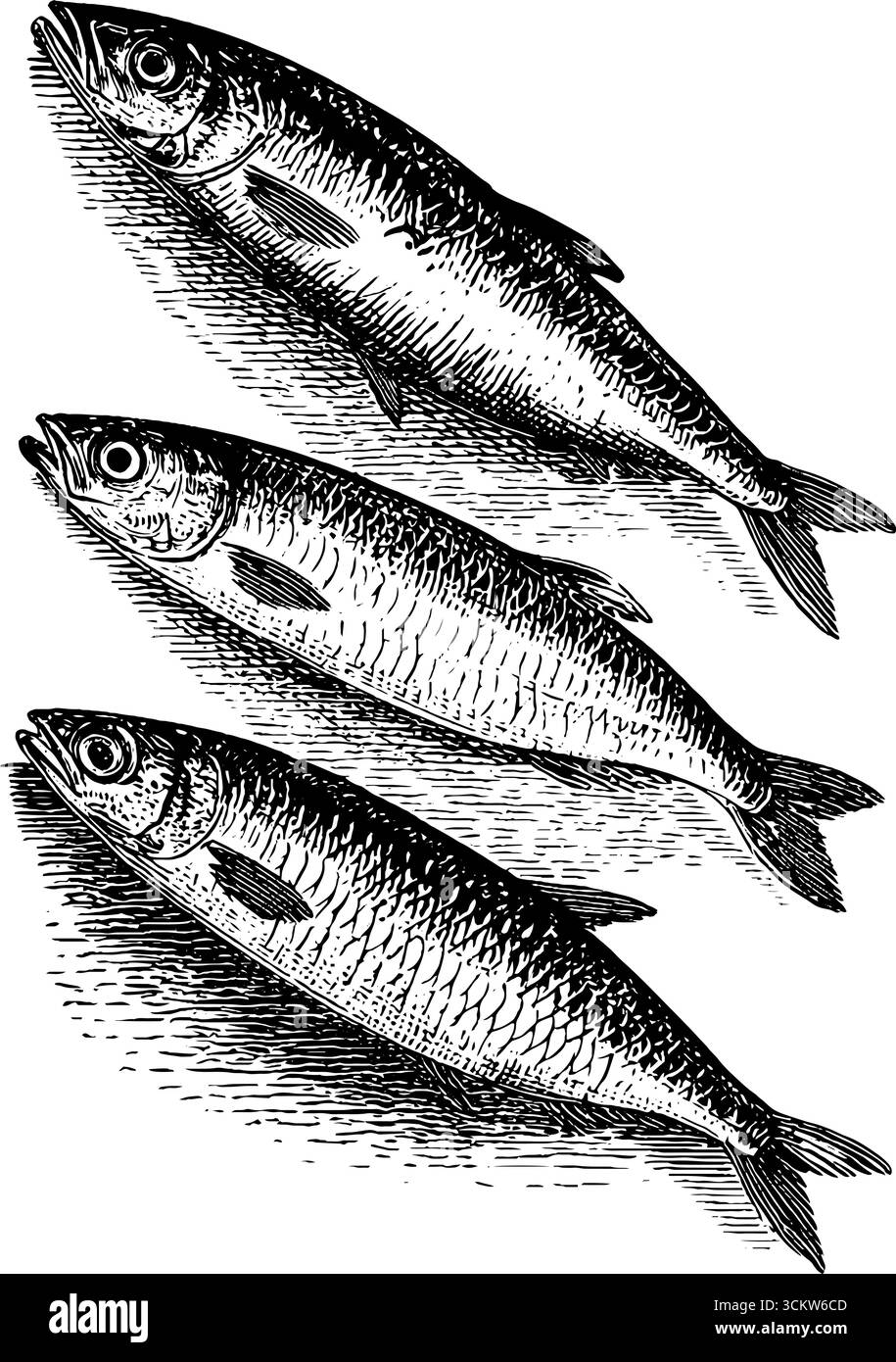 Gravure vintage de sardines en étain avec une esthétique classique pour le design nautique. Illustration de Vecteur