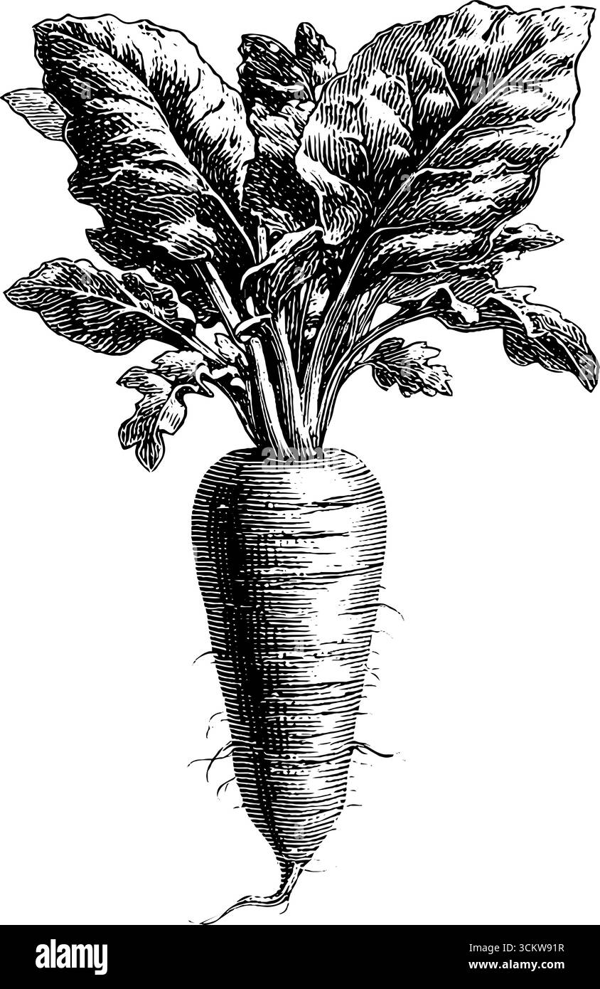 Carotte avec racine dans le style de gravure vintage pour l'art botanique et le design. Illustration de Vecteur