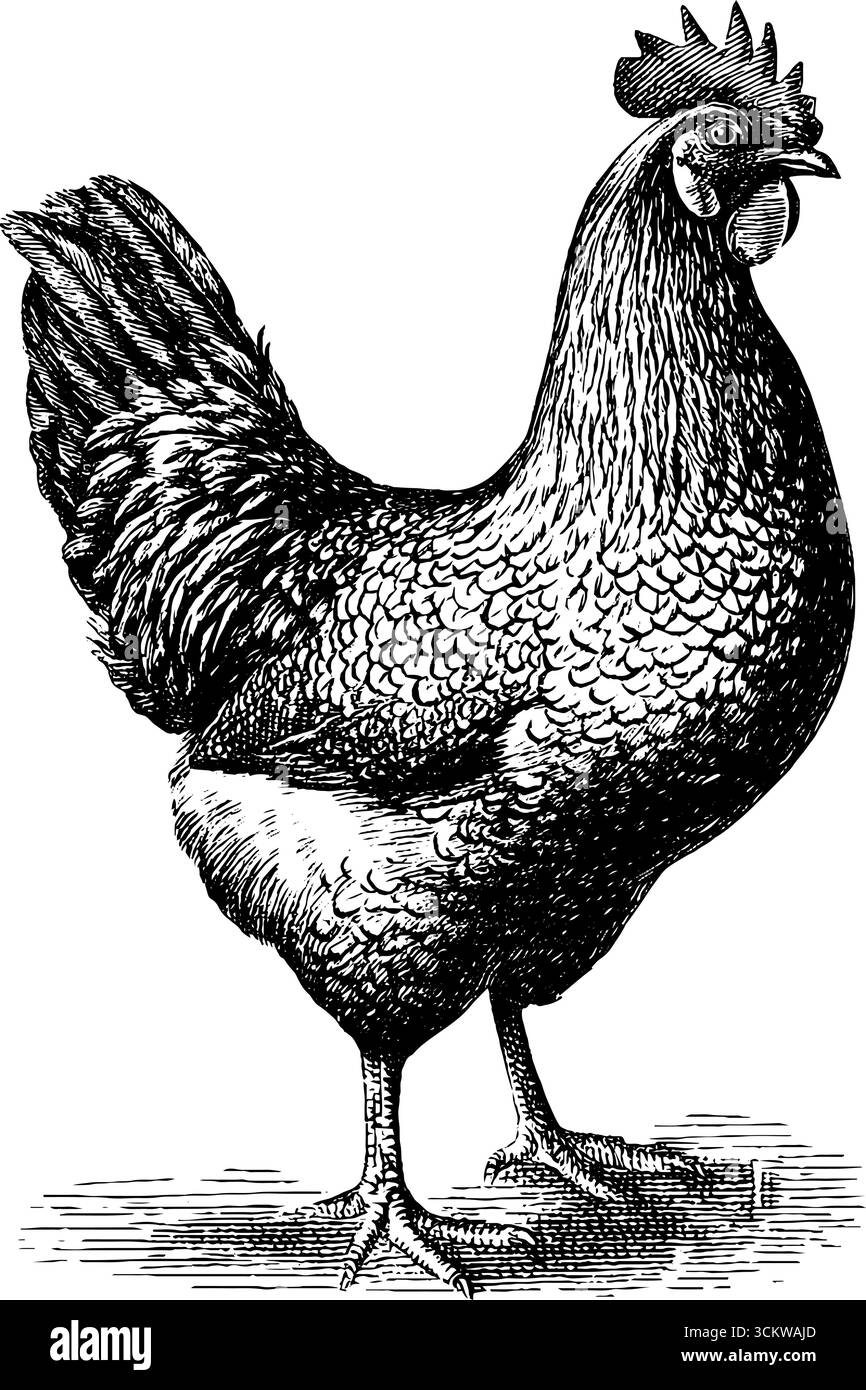 Gravure de poulet vintage dans un style d'art classique pour le décor et le design de la ferme. Illustration de Vecteur Gravure de poulet vintage dans un style d'art classique pour le décor et le design de la ferme. Illustration de Vecteur