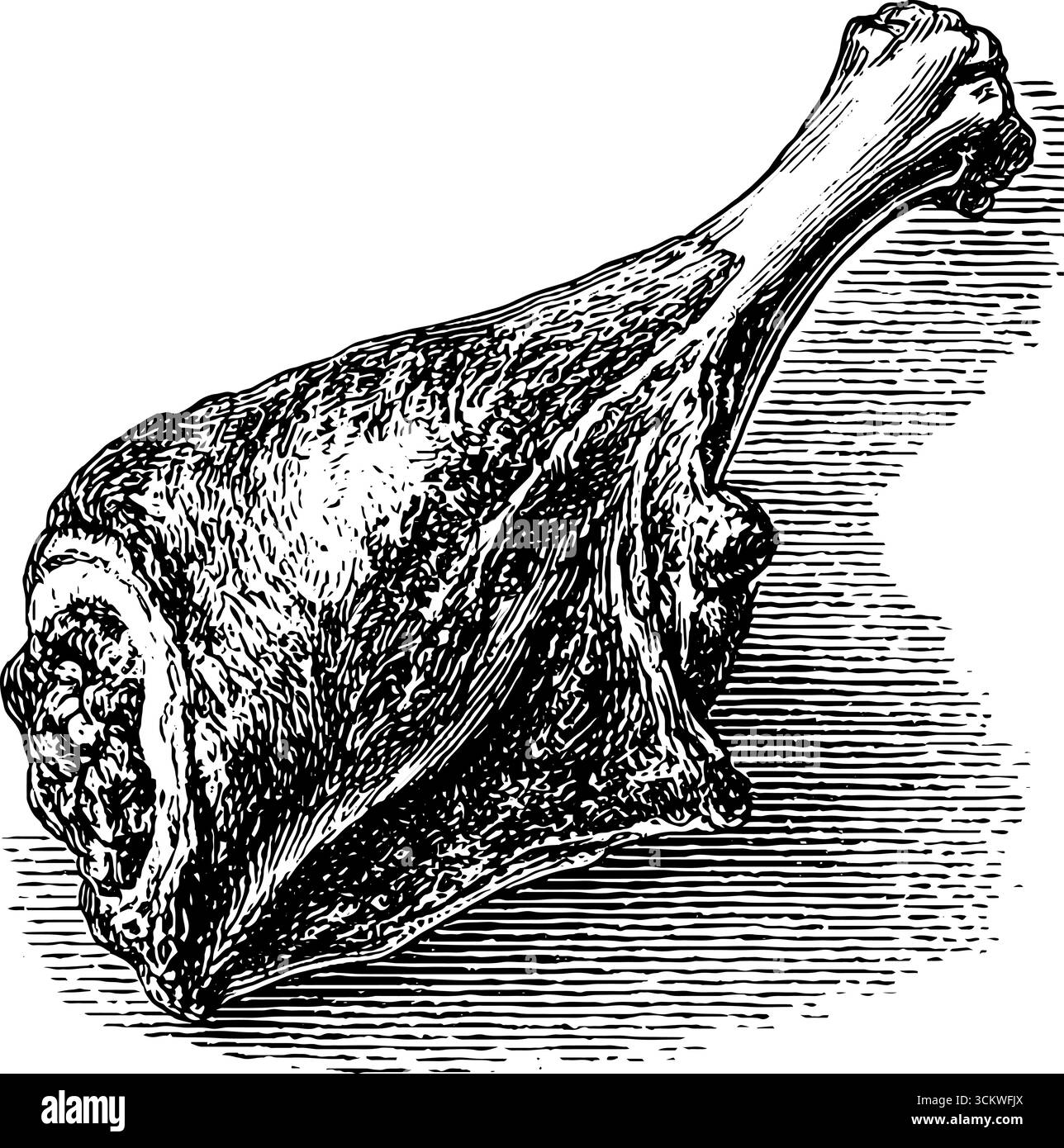 Tige d'agneau dans le style de gravure vintage pour l'art culinaire et les projets de design. Illustration de Vecteur