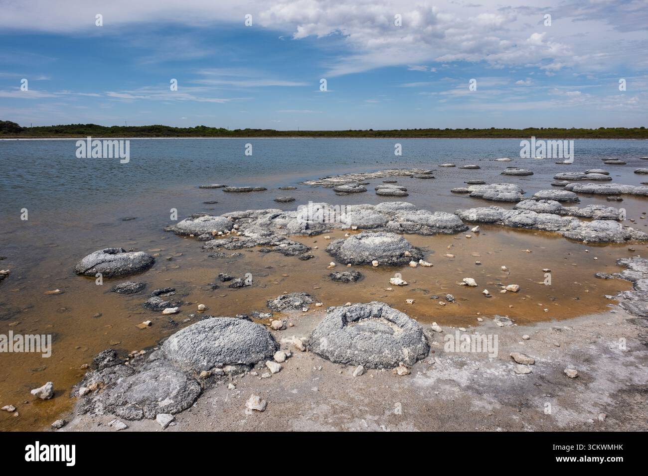 Stromatolites au lac Thetis, parc national de Nambung, près de Cervantes, Australie occidentale Banque D'Images