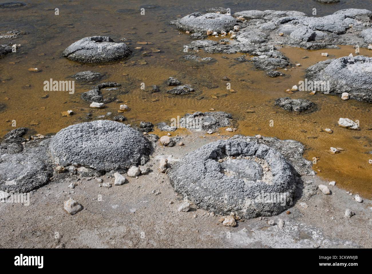 Stromatolites au lac Thetis, parc national de Nambung, près de Cervantes, Australie occidentale Banque D'Images