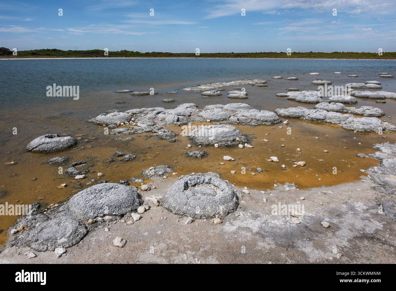 Stromatolites au lac Thetis, parc national de Nambung, près de Cervantes, Australie occidentale Banque D'Images