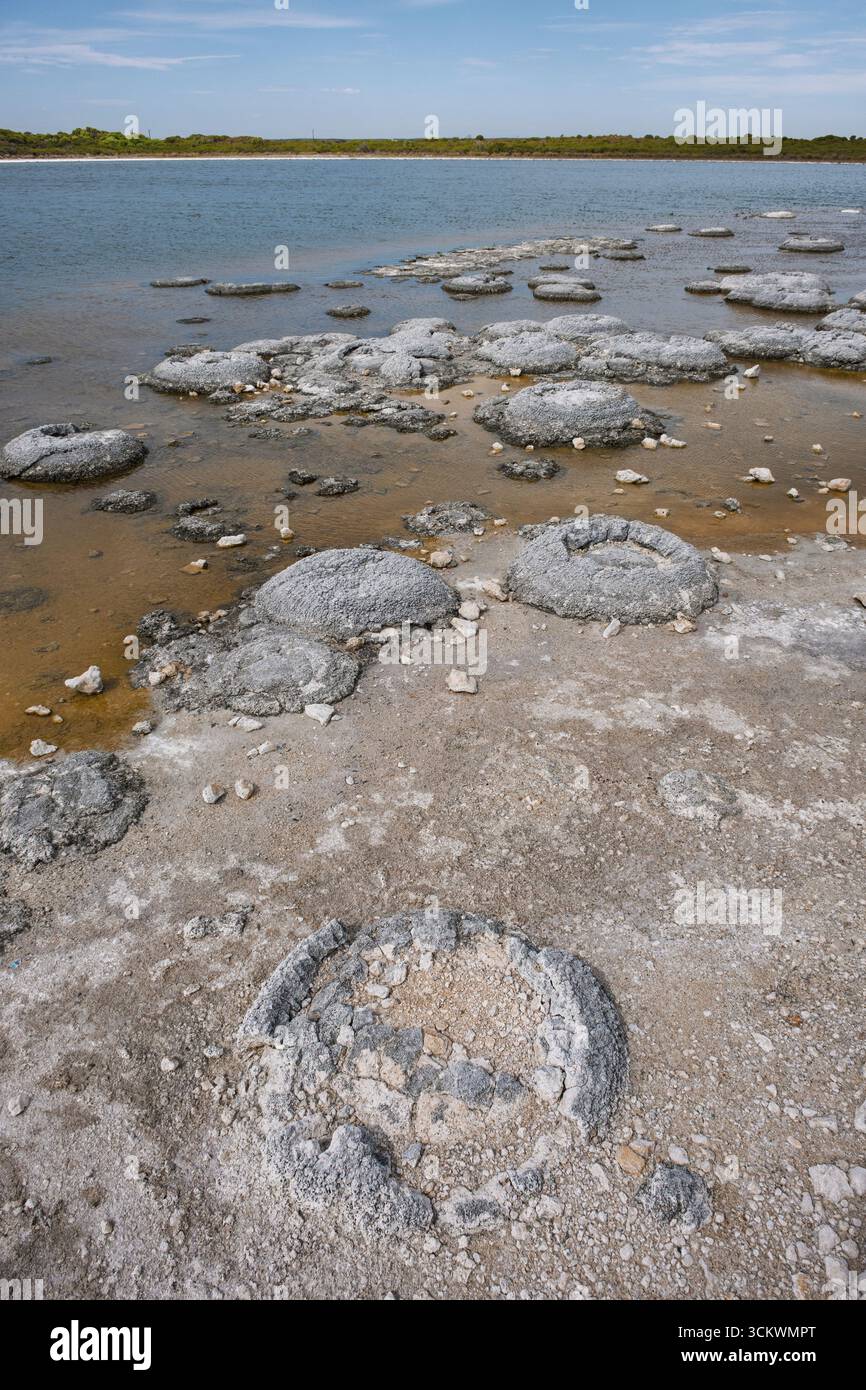 Stromatolites au lac Thetis, parc national de Nambung, près de Cervantes, Australie occidentale Banque D'Images