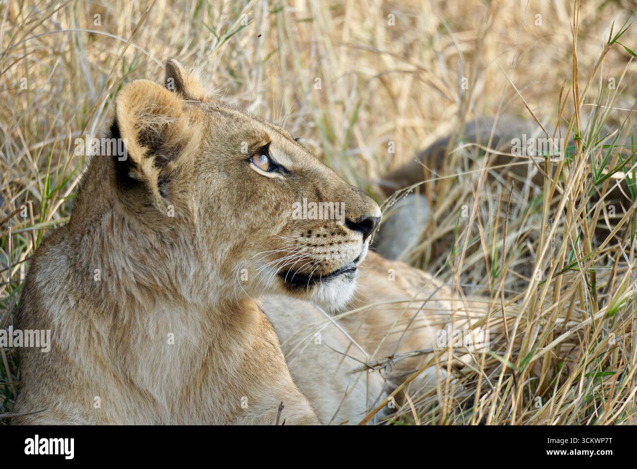 Gros plan d'un jeune lion africain reposant dans la savane, Botswana Banque D'Images