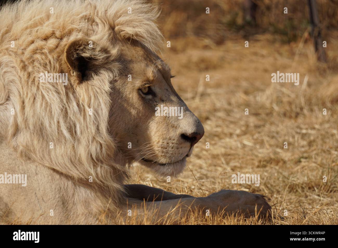 Gros plan d'un visage de lion blanc avec les yeux ouverts à Johannesburg, Afrique du Sud Banque D'Images