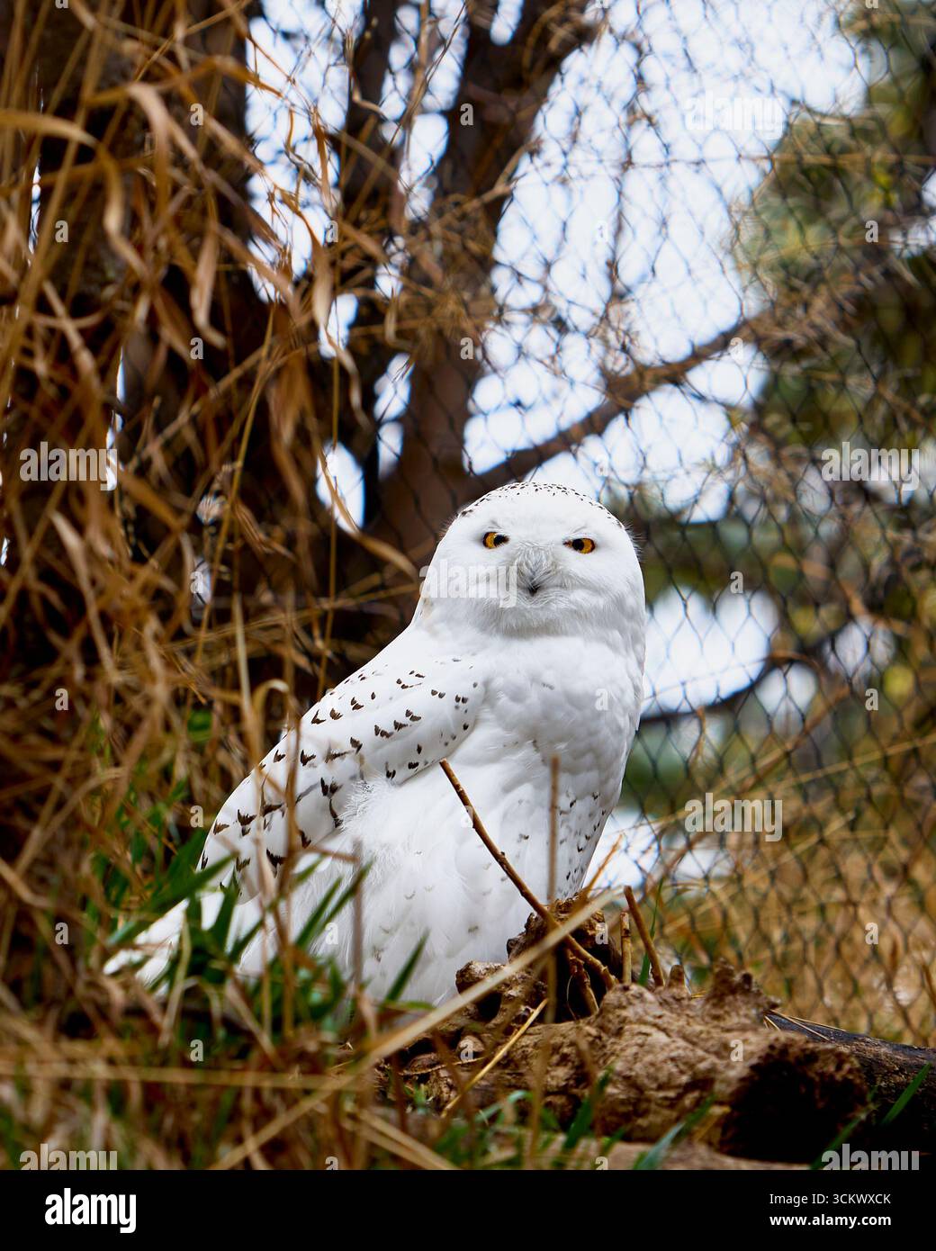 Hibou des neiges dans Calgary Zoo Habitat Banque D'Images