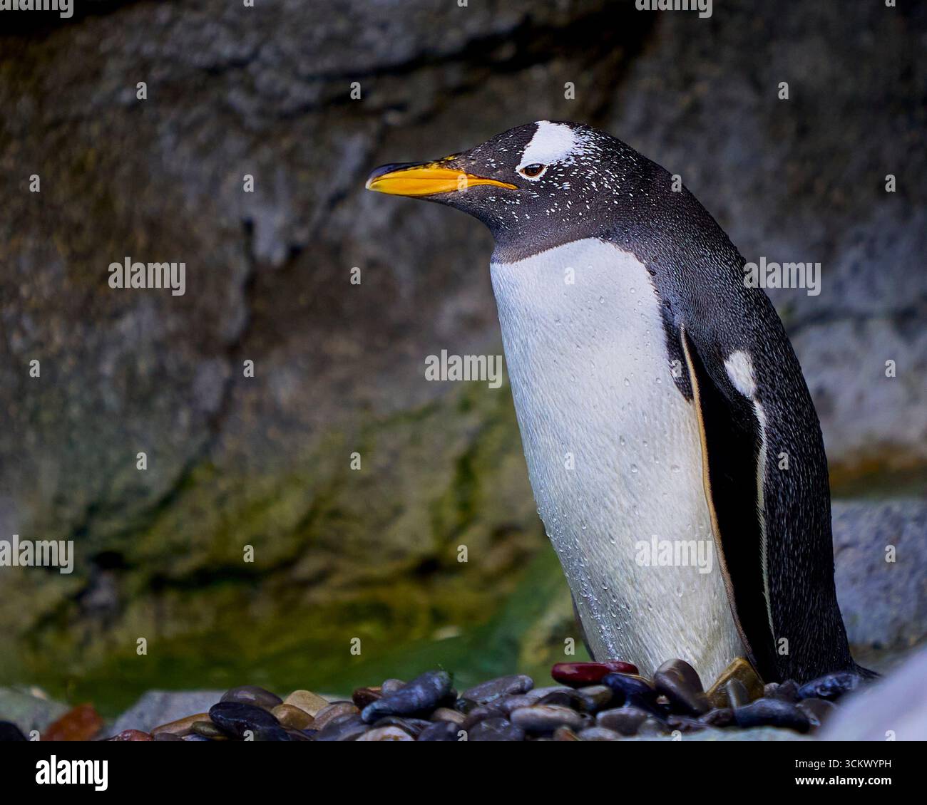 Pingouin Gentoo debout sur des cailloux à l'intérieur de l'enclos au zoo de Calgary, Alberta, Canada Banque D'Images