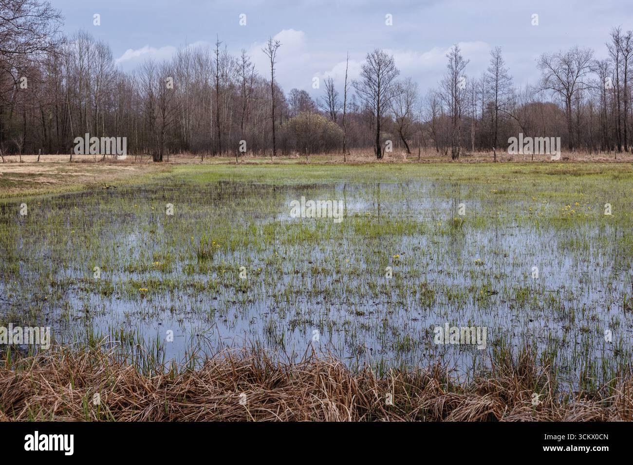 Prairies inondées au printemps dans la région de Masovia en Pologne Banque D'Images