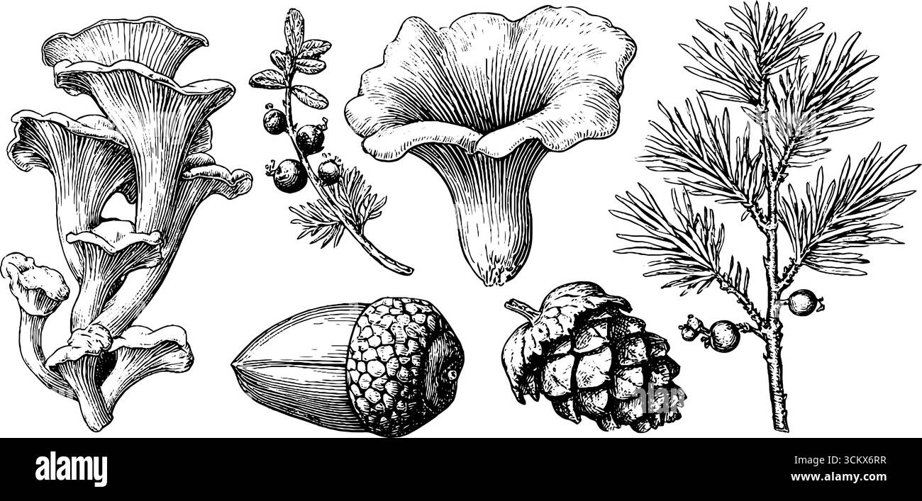 Illustration botanique de champignons chanterelles et d'éléments d'épicéa pour la conception sur le thème de la nature. Illustration de Vecteur Illustration botanique de champignons chanterelles et d'éléments d'épicéa pour la conception sur le thème de la nature. Illustration de Vecteur