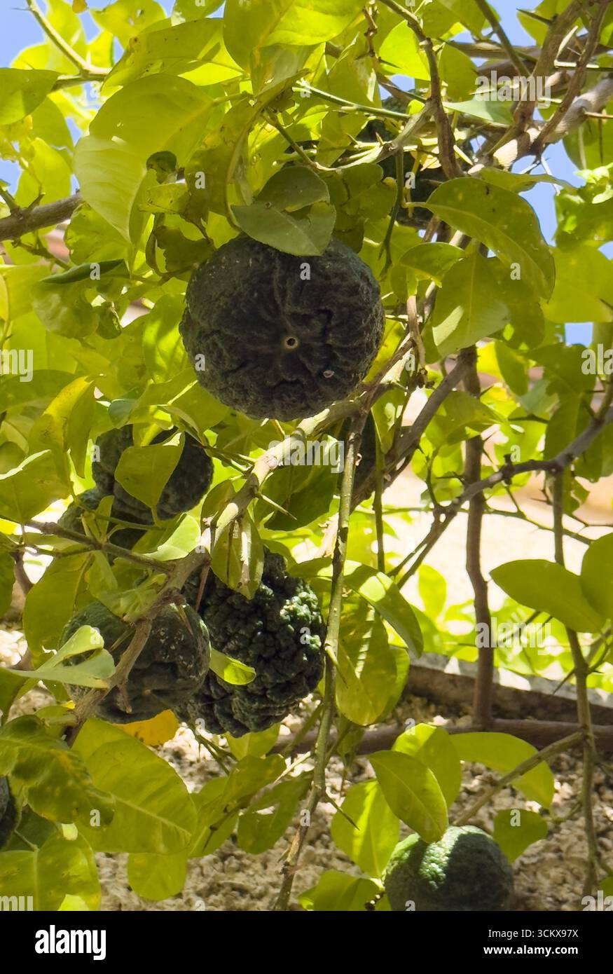 Gros plan d'oranges amères froissées suspendues sur des branches avec des feuilles vertes Banque D'Images