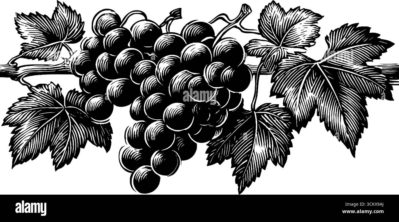Raisins noirs et blancs sur bois de vigne design pour l'art vintage et l'impression. Illustration de Vecteur