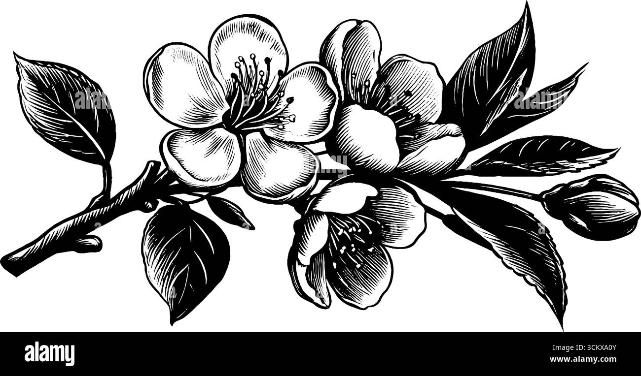 Branche élégante de fleur de cerisier en fleur, design noir et blanc pour l'art et l'impression. Illustration de Vecteur