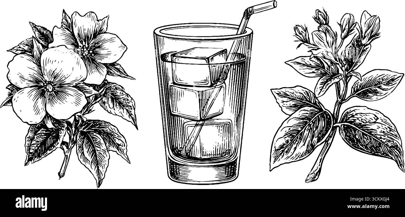 Glaçons botaniques et illustration de fleurs de sureau avec arrangement de fleurs de bourrache. Illustration de Vecteur Glaçons botaniques et illustration de fleurs de sureau avec arrangement de fleurs de bourrache. Illustration de Vecteur