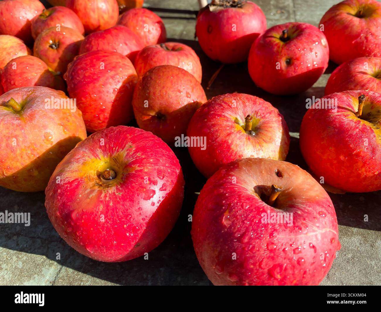 Pommes cultivées à la maison sur une table dans un jardin, rouges et mûres mais avec quelques imperfections. - Image de stock capturée avec un smartphone
