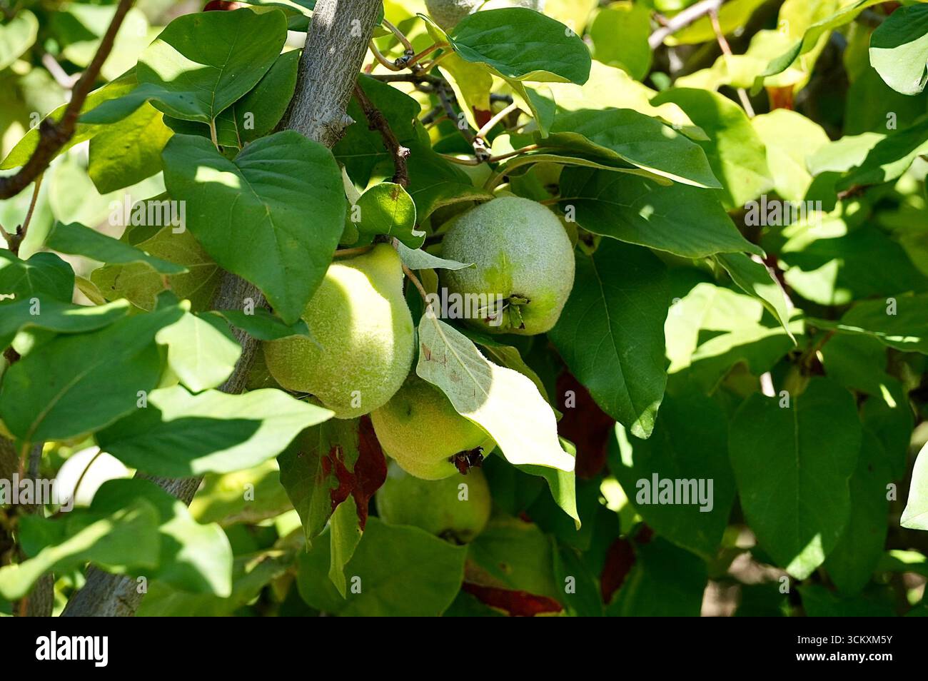 Fruits de coing verts sur une branche d'arbre dans un verger Banque D'Images